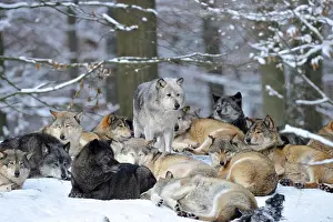 Pride: Mackenzie valley wolves, Canadian timber wolves
