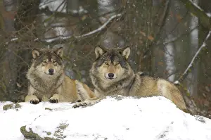 Viewed: Two Mackenzie Valley Wolves, Rocky Mountain Wolves