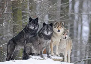Pride: Mackenzie Wolf, Alaskan Tundra Wolf or Canadian