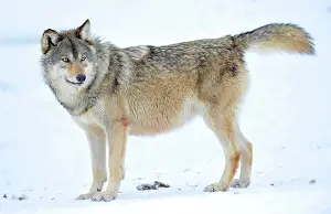 Canid: Mackenzie Wolf, Alaskan Tundra Wolf or Canadian