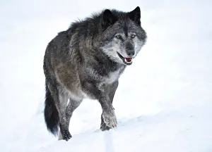Canids: Mackenzie Wolf, Eastern wolf, Canadian wolf (Canis
