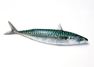 Mackerels: MACKEREL