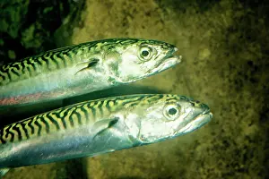 Mackerels: MACKEREL