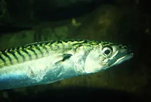 Mackerels: MACKEREL