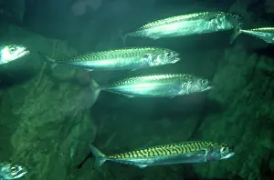 Mackerels: Mackerel - Atlantic Ocean - North Sea