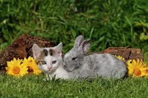 Mackerel: Mackerel domestic kitten and dwarf rabbit lying
