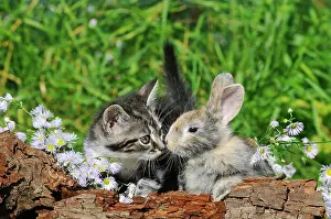 Mackerel: Mackerel domestic kitten and dwarf rabbit sniff