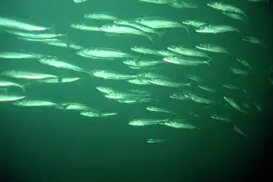 Mackerels: Mackerel - shoal