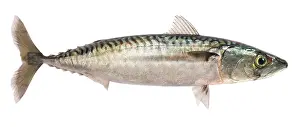 Mackerels: Mackerel - studio shot