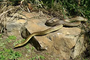 Liasis: Macklot's Python