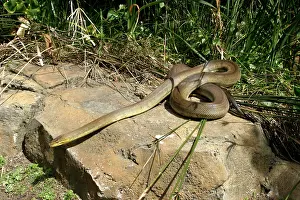 Liasis: Macklot's Python