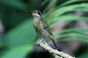 Honeyeaters: Macleay's Honeyeater