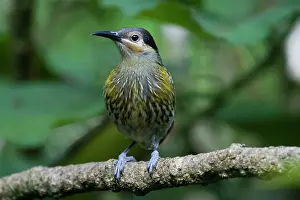 Honeyeaters: Macleay's Honeyeater