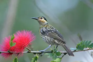 Macleay: Macleay's Honeyeater