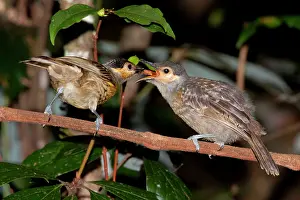 Macleay: Macleay's Honeyeater