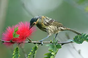 Macleay: Macleay's Honeyeater -