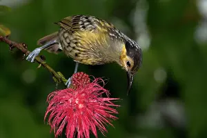 Honeyeaters: Macleay's Honeyeater