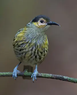 Honeyeaters: Macleay's Honeyeater