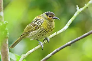 Macleays: Macleay's Honeyeater