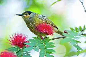 Calliandra: Macleay's Honeyeater