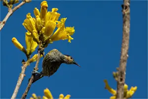 090818: Macleay's Honeyeater - Seeking nectar in a flowering
