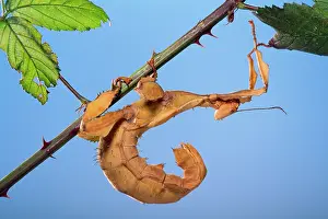 Extatosoma: Macleay's Spectre Stick Insect