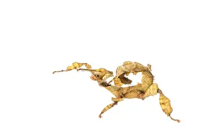 Extatosoma: Macleay's spectre walkingstick female on white background