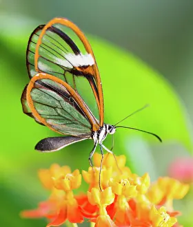 Brush: Maco of a glasswinged butterfly (greta oto) on a flower