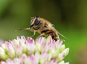 Wind: Macor of a hoverfly on (sedum) flower blossoms