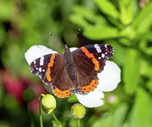 Admiral: Macro of an Admiral butterfly on a white flower blossom