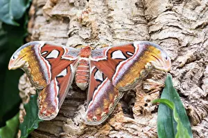 Lift: Macro of an Atlas moth (Attacus atlas) sitting on a tree tru