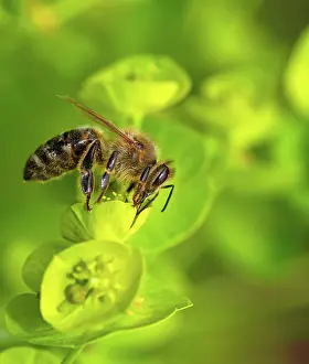 Nectar: Macro of a bee collecting nectar on a flower blossom
