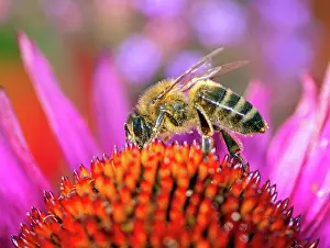 Nectar: Macro of a bee collecting nectar in an flower blossom (echin