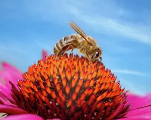 Nectar: Macro of a bee collecting nectar in an flower blossom (echin