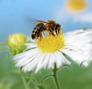 Nectar: Macro of a bee collecting nectar at a white aster blossom