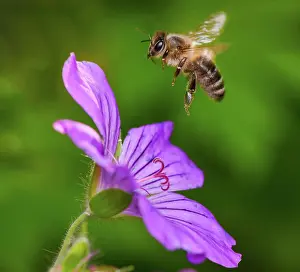 Wind: Macro of a bee flying to a purple geranmium flower blossom