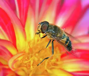 Pollinating: Macro of a bee pollinating on a flower blossom