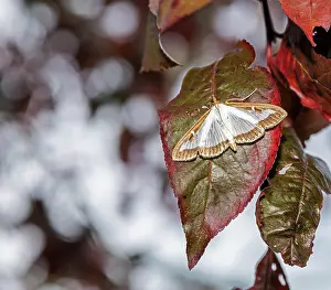 Crambidae: Macro of a box tree moth (Cydalima perspectalis)