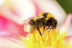 Nectar: Macro of a bumblebee collecting nectar in a dahlia blossom