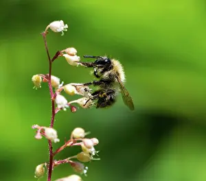 Nectar: Macro of a bumblebee collecting nectar on a flower blossom