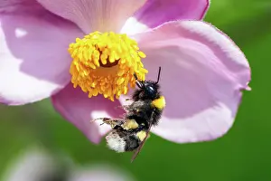 Nectar: Macro of a bumblebee collecting nectar in a pink blossom