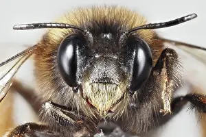 Bumblebee: Macro, face of a bumblebee