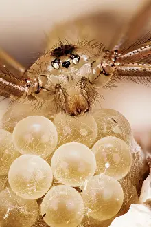 Stacking: Macro focus stacking picture of Daddy Long-legs