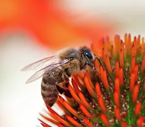 Nectar: Macro of a honeybee collecting nectar on a flower blossom (e