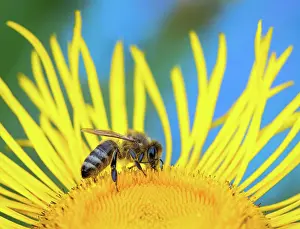 Pollinate: Macro of a honeybee on a flower blossom