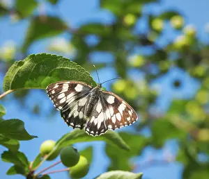 Deception: Macro of a marbled white butterfly