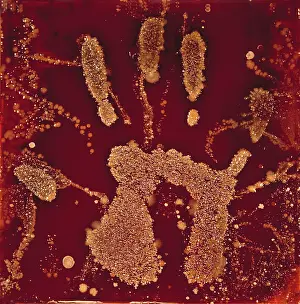 Agar: Macro Photograph
