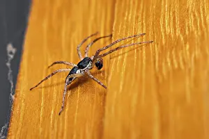 Spiders: A macro photograph of a black spider on an orange-coloured wooden background