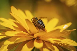 Section: Macro photograph of a honeybee (Apis) on a yellow flower of the sun's eye