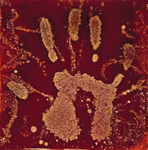 Agar: Macro Photograph: Human handprint with associated